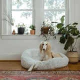 Saluki