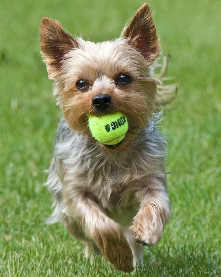 Yorkshire Terrier