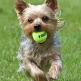 Terrier yorkshire