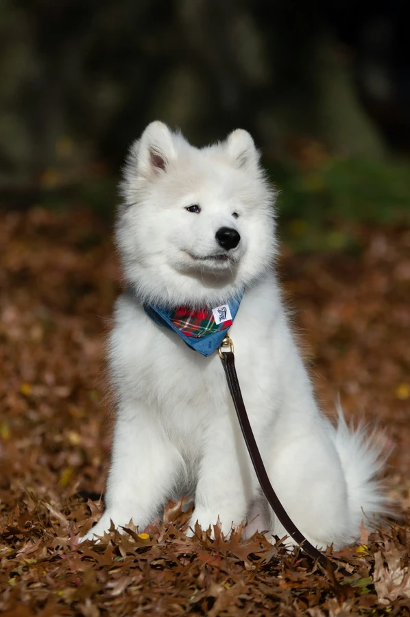 Samoyed