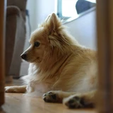 Pomerania