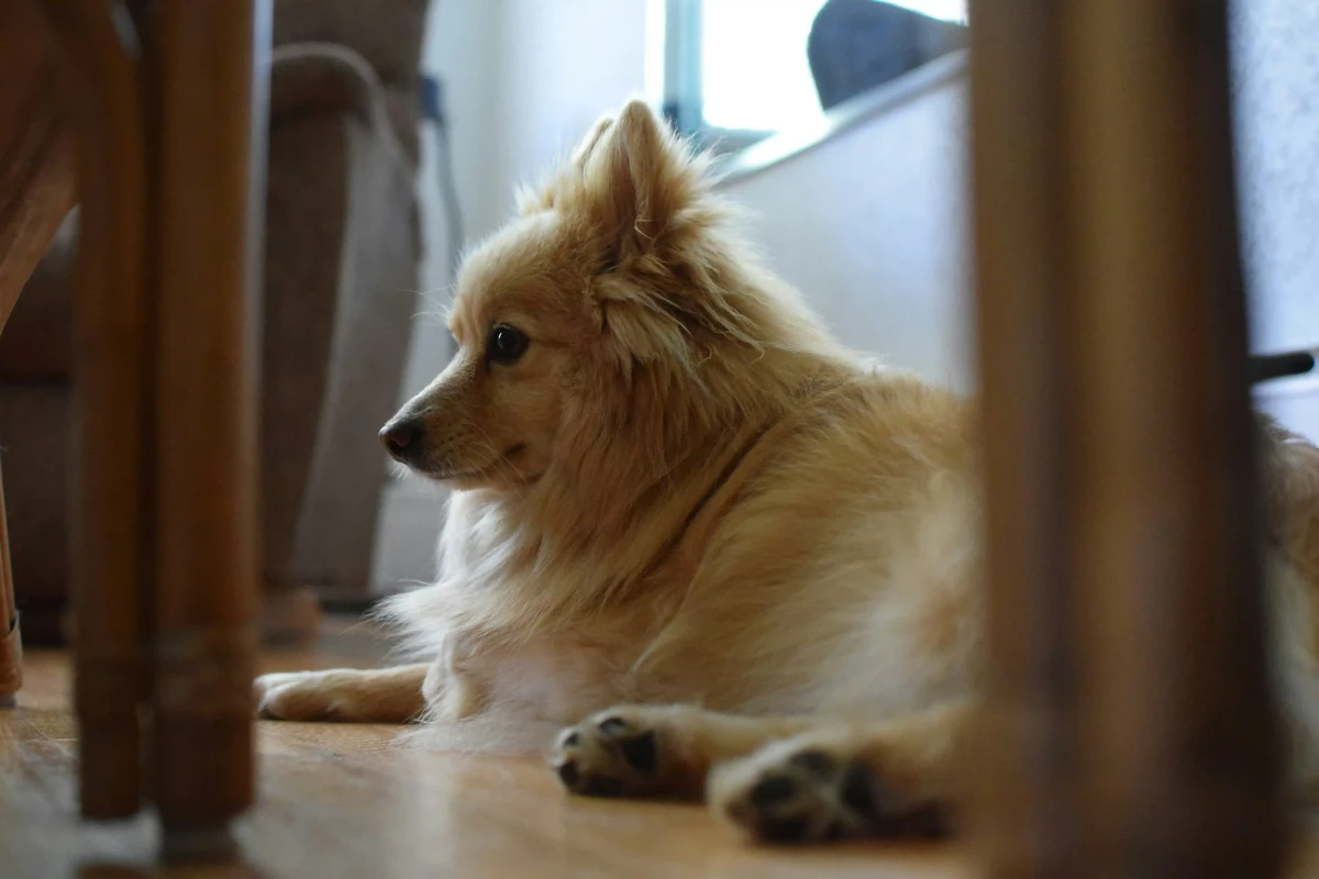 Pomeranian