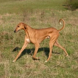 Азавак