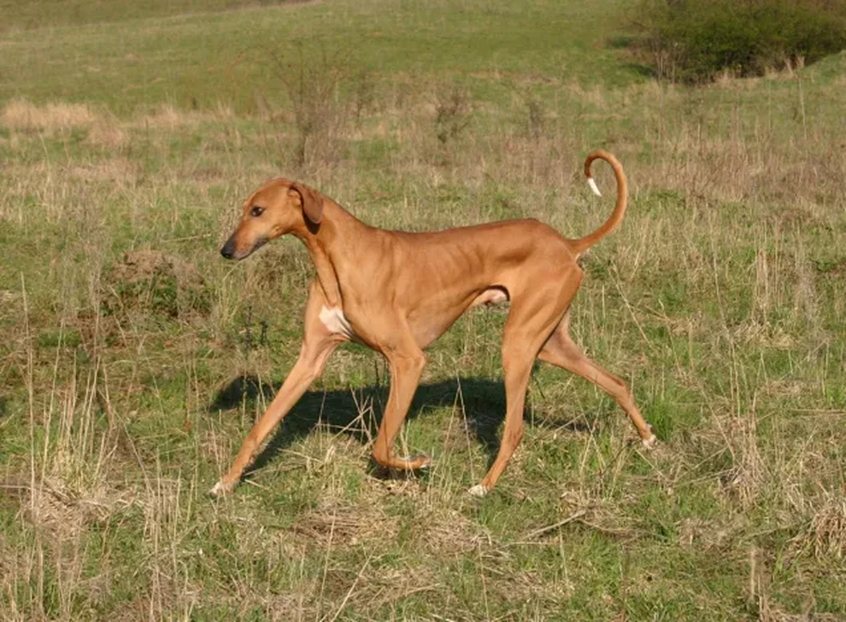 Azawakh