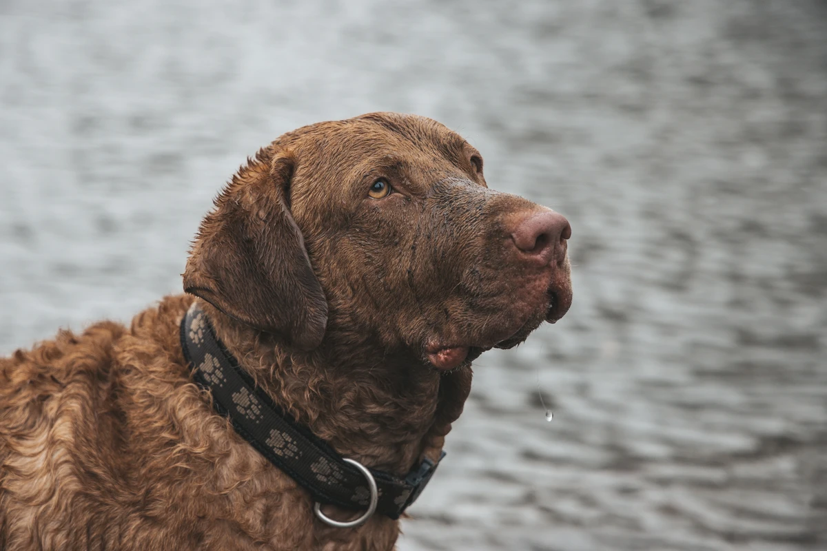 Chesapeake Bay Retriever