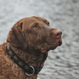 Chesapeake Bay Retriever