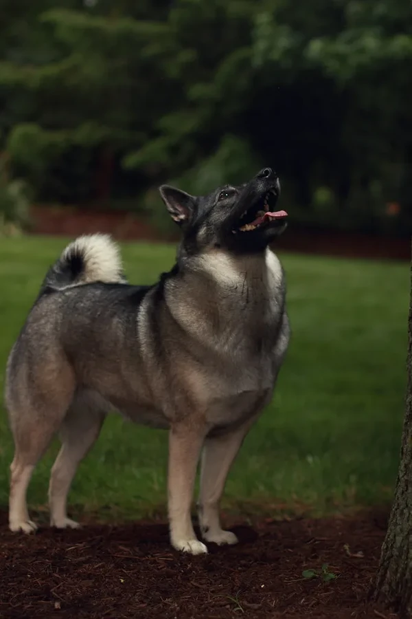 Norwegian Elkhound Grey
