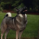 Elkhound noruego gris