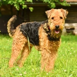 Terrier de Airedale