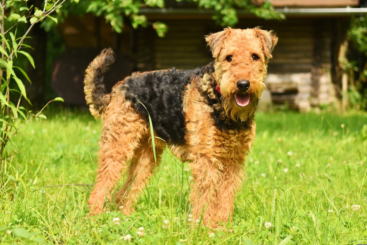 Terrier de Airedale