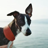 Whippet