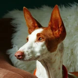 Ibizan Podenco