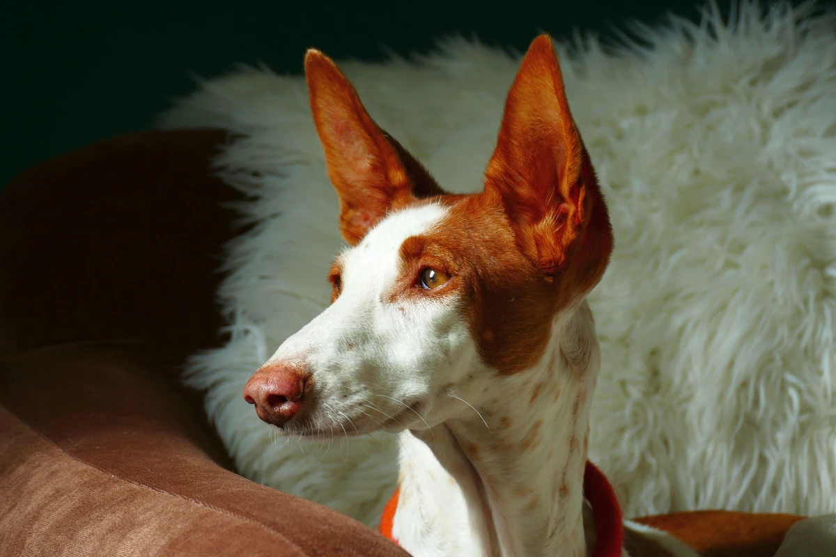 Ibizan Podenco