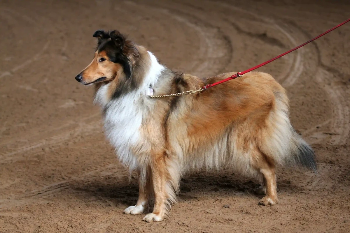 Collie Rough