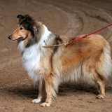 Collie de pelo largo