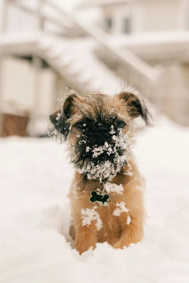 Brussels Griffon