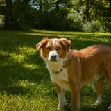 Kooikerhondje neerlandés