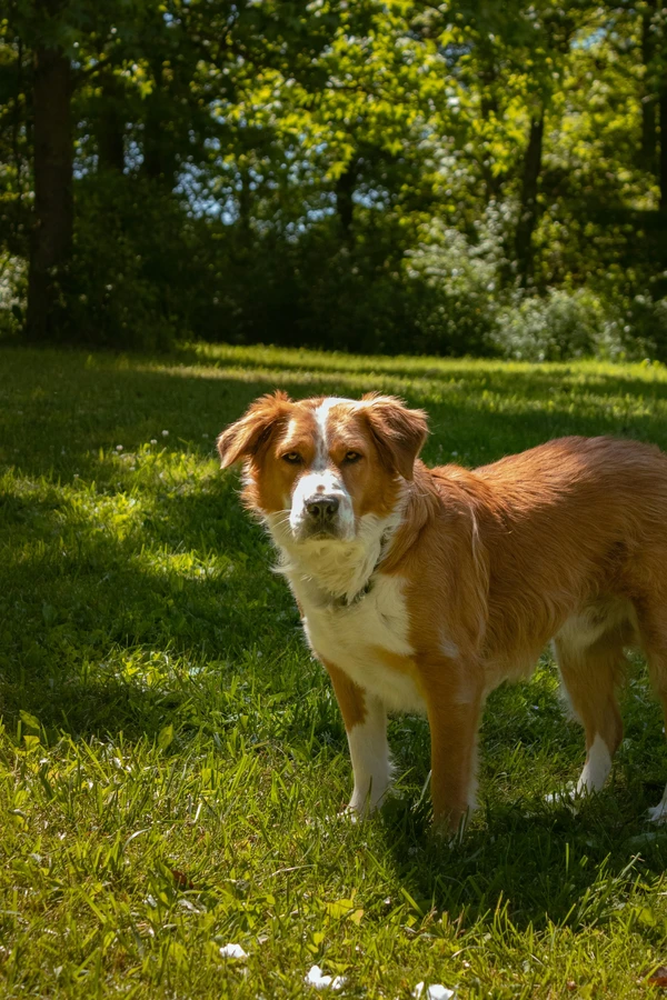 Nederlandse Kooikerhondje