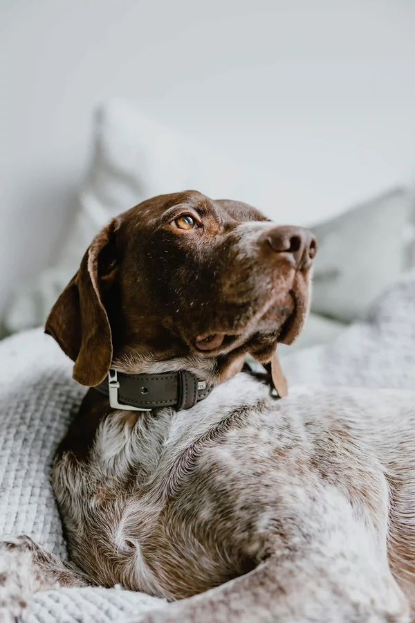 German Shorthaired Pointer