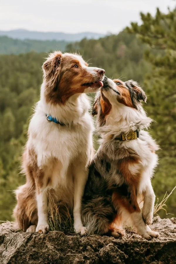 Australian Shepherd