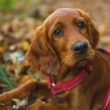 Irischer Setter