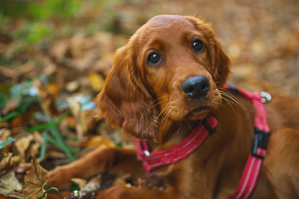 Irischer Setter