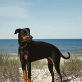 Doberman