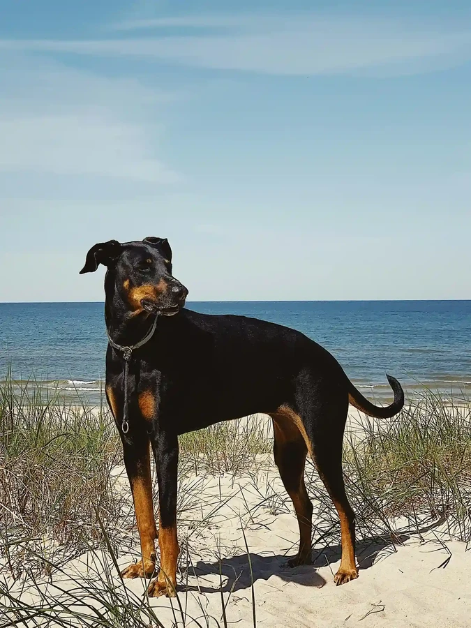 Dobermann