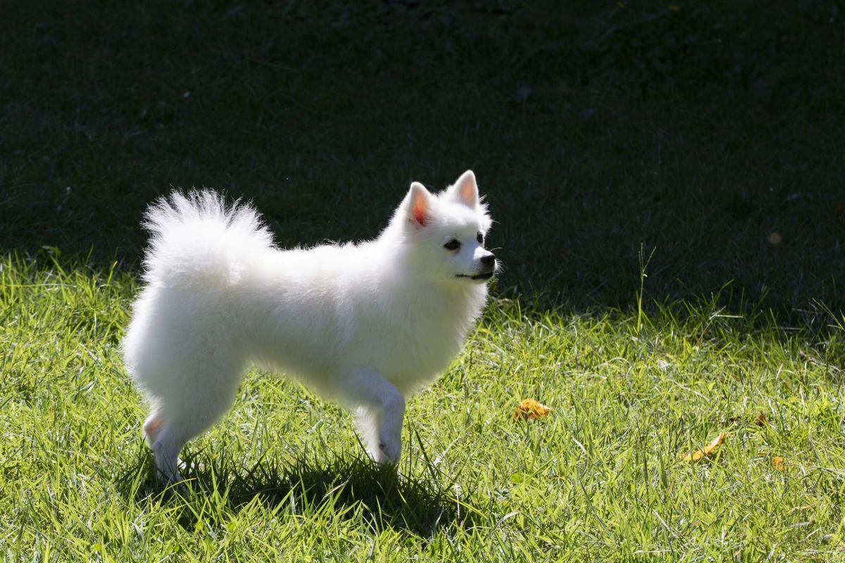 German Spitz