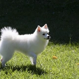 Spitz alemán