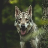 Lobo checoslovaco