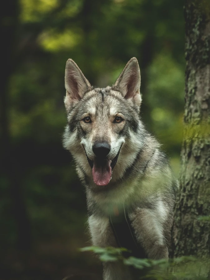 Czechoslovakian Wolfdog