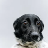 Friesische Vorstehhund
