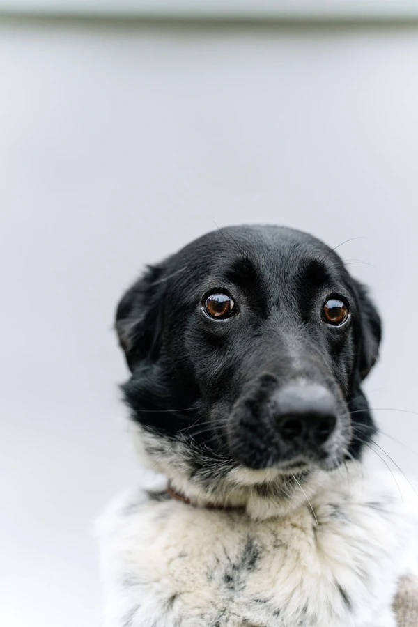Friesische Vorstehhund