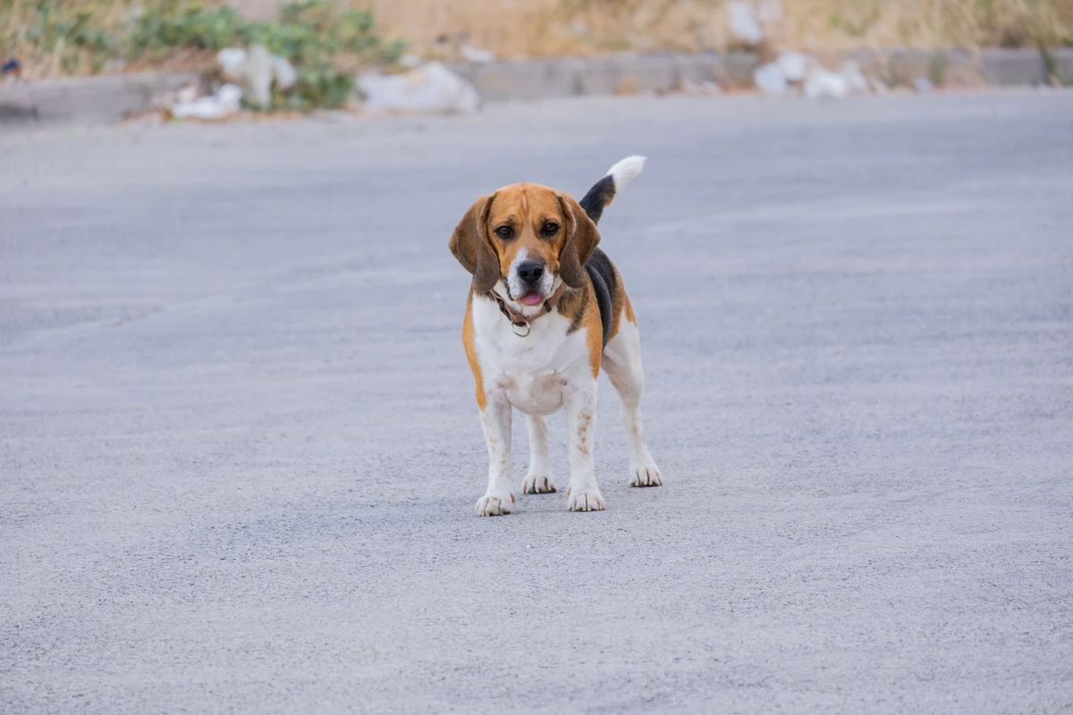 Beagle