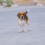 Beagle