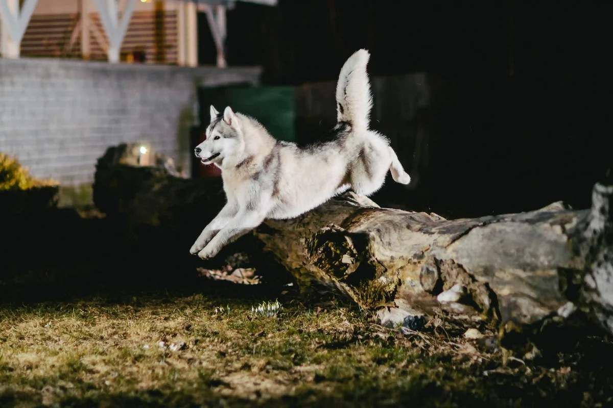 Alaskan Malamute