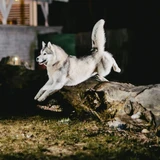 Malamute de Alaska