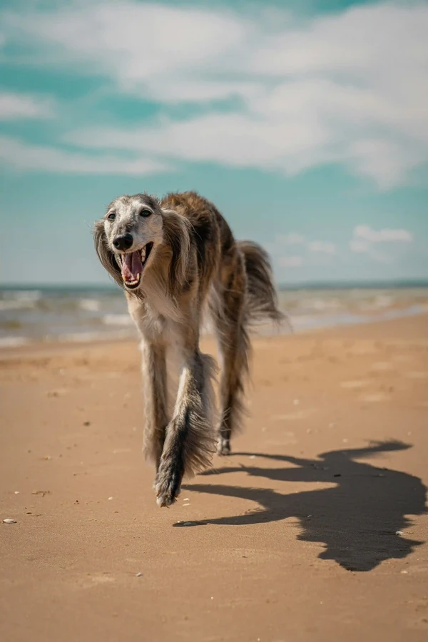Borzoi