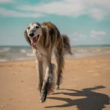 Borzoi