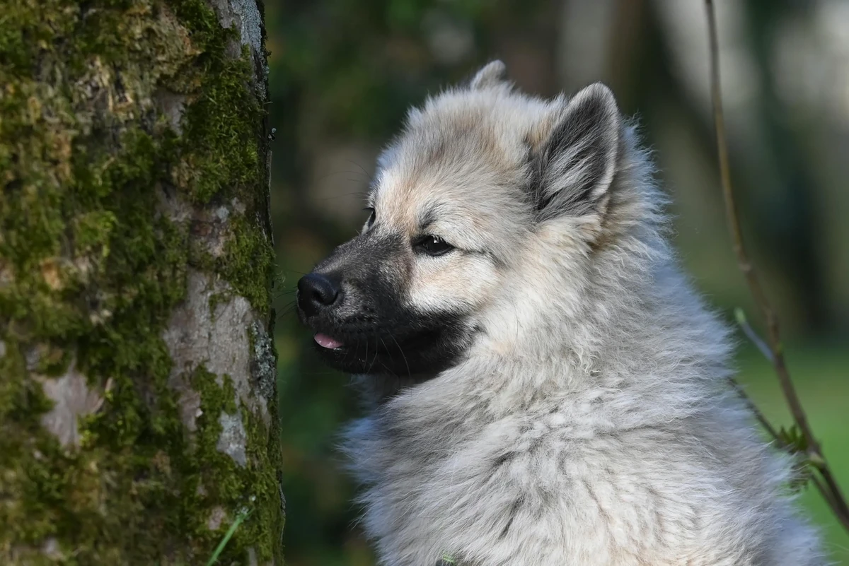 Keeshond (Wolfspitz)