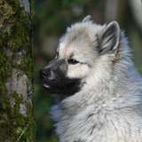 Keeshond (spitz lobo)