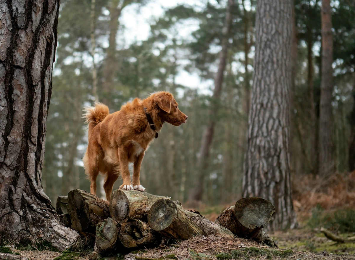Nova Scotia Duck Tolling Retriever