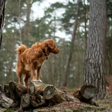 Toller de Nueva Escocia
