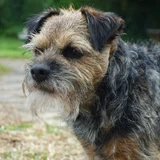Terrier border