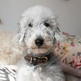 Terrier de Bedlington