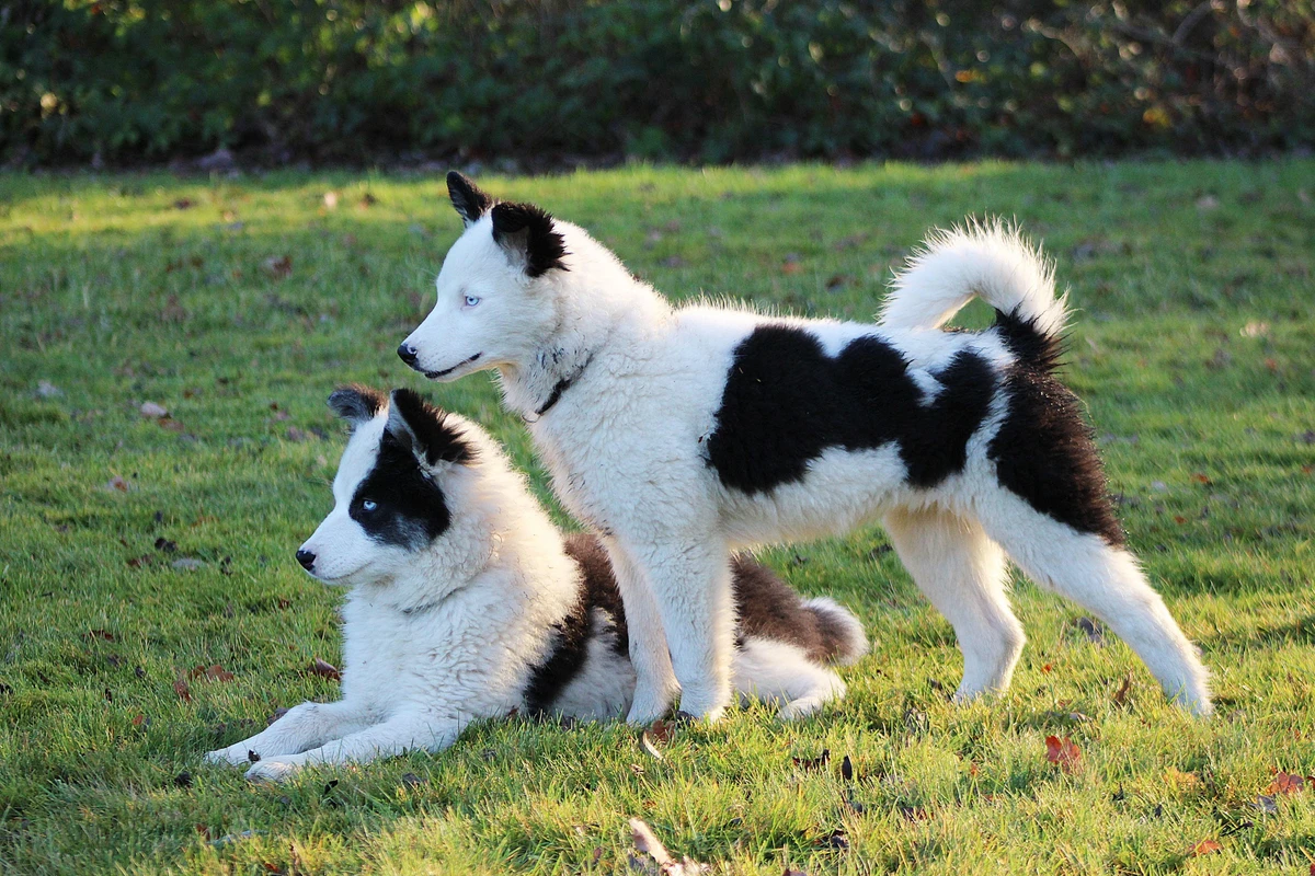 Yakutian Laika