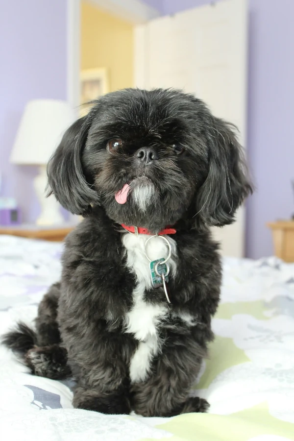 Shih Tzu