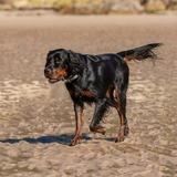 Gordon Setter