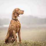 Kurzhaariger Ungarischer Vorstehhund (Vizsla)